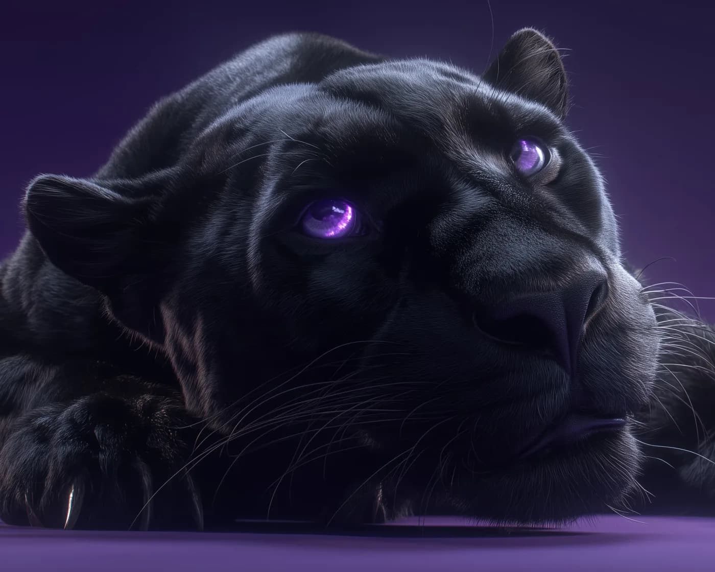 Zwarte panter die ontspannen ligt en met paarse ogen omhoogkijkt